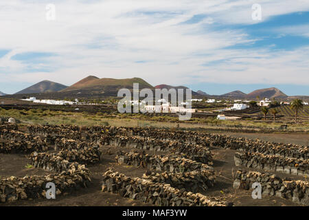 I campi di vino con pareti di lava nella regione di Timanfaya in Lanzarote, Spagna. Foto Stock