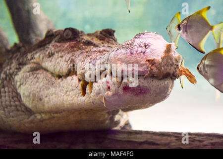 Re Croc, Coccodrillo in Dubai Aquarium Foto Stock