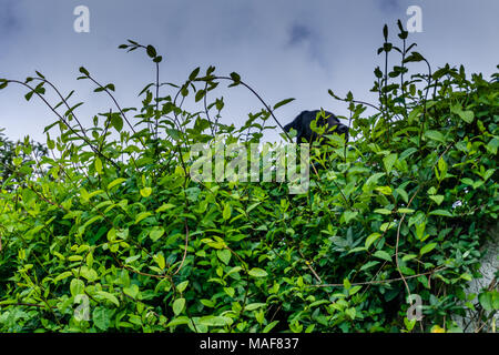 Il Labrador nascosti nel verde del prato Foto Stock