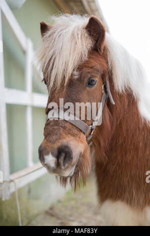 Close up ritratto di pony Shetland con sfondo sfocato. La felice Shetland Isola di pony era guardando la mia fotocamera. Foto Stock