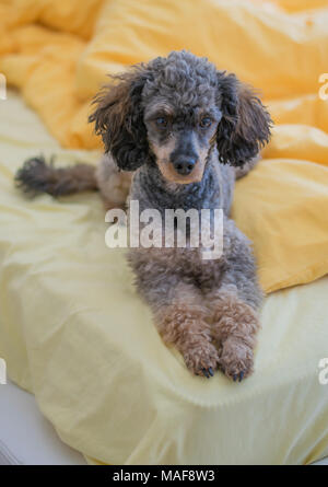 Sable phantom poodle Smoki recante graziosamente sul letto Foto Stock