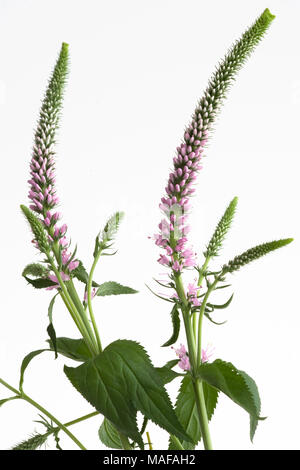 Longleaf speedwell, Strandveronika (Veronica longifolia) Foto Stock