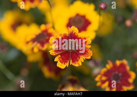 Golden tickseed, Tigeröga (Coreopsis tinctoria) Foto Stock