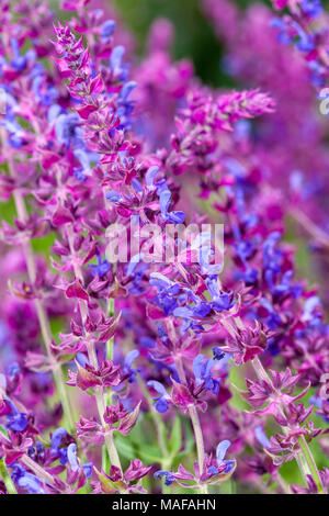 Woodland salvia, Stäppsalvia (Salvia nemorosa ,) Foto Stock