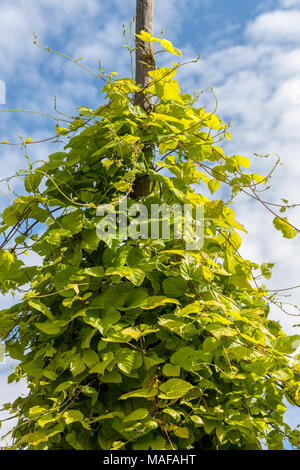 Luppolo, Humle (Humulus lupulus) Foto Stock