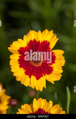 Golden tickseed, Tigeröga (Coreopsis tinctoria) Foto Stock