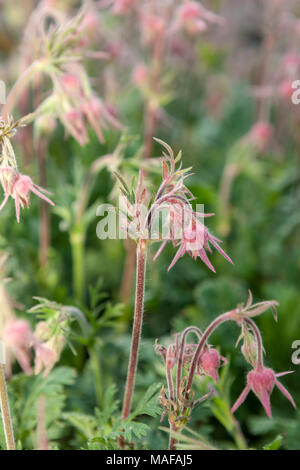 Prairie fumo, Fjärdernejlikrot (Geum triflorum) Foto Stock