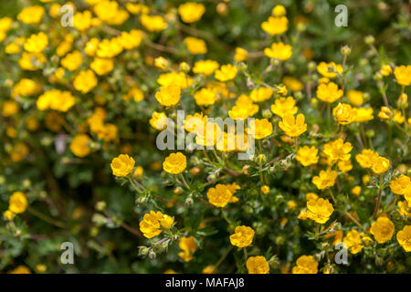 Alpine Cinquefoil, Vårfingerört (Potentilla crantzii) Foto Stock