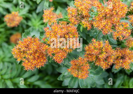 Radice dorata, Rosenrot (Sedum rosea x kirilowii) Foto Stock