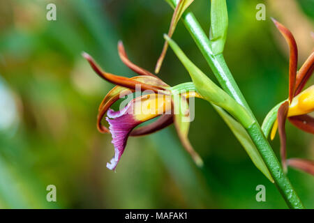 Maggiore Swamp-orchid, Fajus (Phaius tankervilleae) Foto Stock
