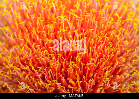 Pennello lily, Natal-lilja (Haemanthus natalensis) Foto Stock