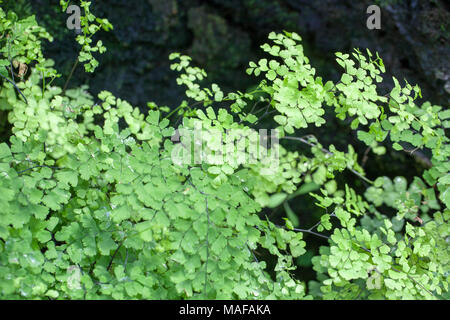 Maidenhair Spleenwort, Svartbräcken (Asplenium trichomanes) Foto Stock