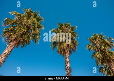 Vista ad angolo basso di tre palme in fila contro un cielo azzurro Foto Stock