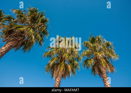 Gruppo di tre alberi di palma Foto Stock