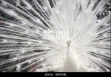 Close-up di maschi bianco pavone si diffonde con piume di coda. Ob sfondo nero Foto Stock