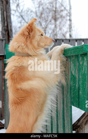 Watchdog, in piedi sulle sue zampe posteriori, guarda a distanza. Foto Stock