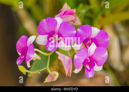 Bella viola fiori di orchidea su sfondo natura Foto Stock