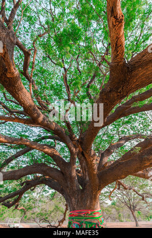 Albero Gigante,albero di pioggia,Samanea saman (Leguminosae),Minosoideae, Kanchanaburi Thailandia Foto Stock