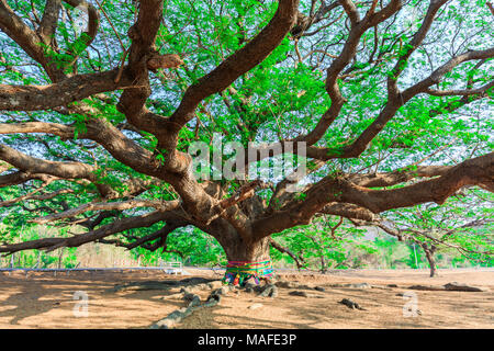 Albero Gigante,albero di pioggia,Samanea saman (Leguminosae),Minosoideae, Kanchanaburi Thailandia Foto Stock