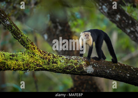 Di fronte bianco-Cappuccino - Cebus capucinus, bronw belle facce bianche primate dal Costa Rica foresta. Foto Stock