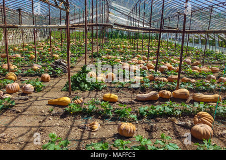 Grandi maturi Zucche crescono su terreno in case di vetro, Antalya. Turchia Foto Stock