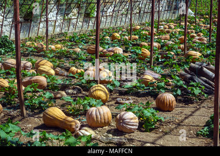 Grandi maturi Zucche crescono su terreno in case di vetro, Antalya. Turchia Foto Stock