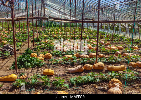 Grandi maturi Zucche crescono su terreno in case di vetro, Antalya. Turchia Foto Stock