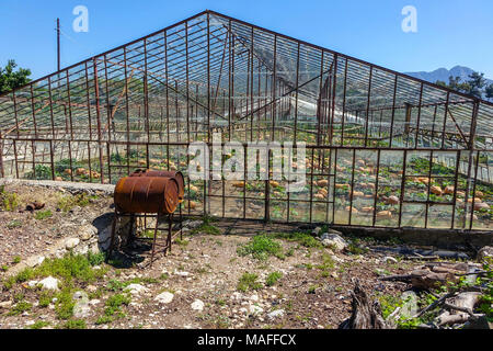 Grandi maturi Zucche crescono su terreno in case di vetro, Antalya. Turchia Foto Stock