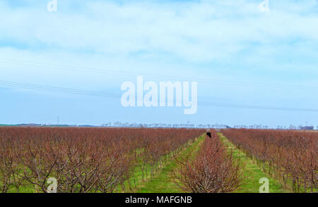 Plantation peach in primavera. Vista panoramica. Foto Stock