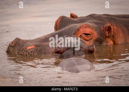 Close-up di baby ippopotamo in appoggio sulla madre Foto Stock