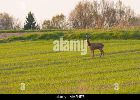 Natura 2000, cervi nei cereali. Foto Stock