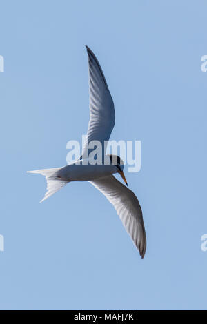 Fraticello, Sternula albifrons battenti in Polonia Foto Stock