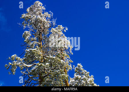 Snow Laden Tree con cielo blu sullo sfondo Foto Stock