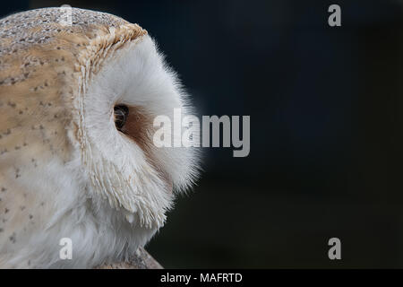 Close up ritratto di profilo della testa solo di un barbagianni, Tyto alba, fissare lateralmente contro uno sfondo scuro con spazio copia a destra Foto Stock