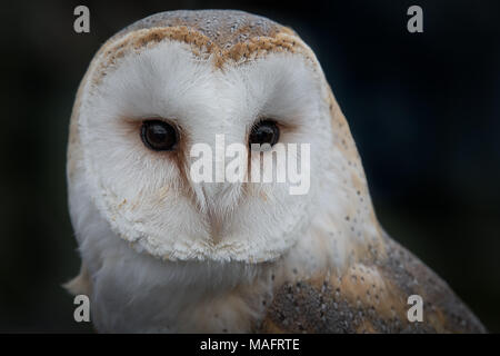 Close up ritratto della testa solo di un barbagianni, Tyto alba, con i suoi occhi con lo sguardo in avanti contro uno sfondo scuro Foto Stock