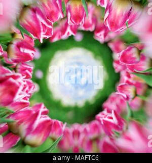 Vista a 360 di close-up di un bel colore rosa tulipani nel campo della molla Foto Stock