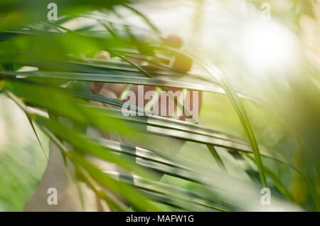 Donna tocchi a mano e godere di Verde foglie di palme illuminata dal sole. Concetto di tenerezza, interazione, unità con la natura. Foto Stock