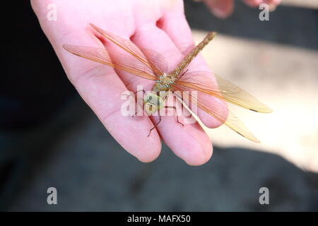 Big dragonfly close up sulla mano di una persona. Foto Stock