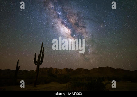 Galassia Via Lattea nel cielo notturno sopra un cactus Saguaro nel deserto di sonora vicino Phoenix, Arizona Foto Stock