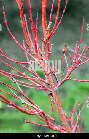 Acer palmatum Corallinum, rosso ramoscelli sfrondato in inverno Foto Stock