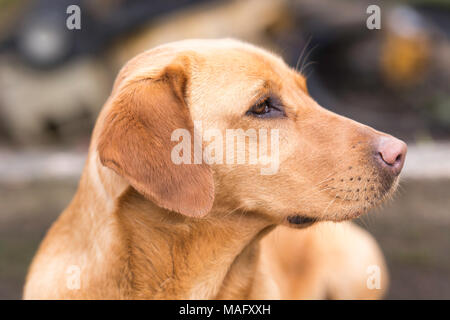 Side Shot di una volpe rossa labrador Foto Stock