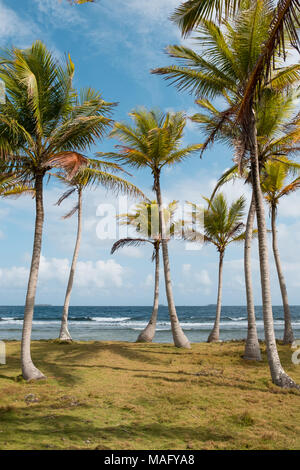 Oceano e palme - isola tropicale vista della costa Foto Stock