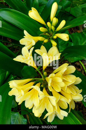 Clivia, Amaryllidaceae, Clivia miniata, Kaffir Lily, Cypress Garden, Mill Valley, California Foto Stock