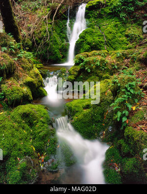 Moss cade, cataratta Canyon, Monte Tamalpais, Marin County, California Foto Stock