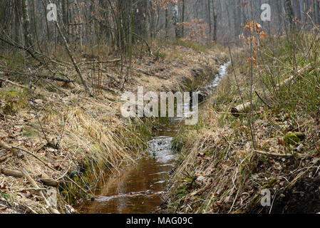 Il Fosso di Irrigazione in foresta umida Foto Stock