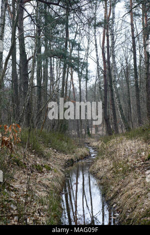 Il Fosso di Irrigazione in foresta umida Foto Stock