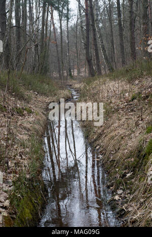 Il Fosso di Irrigazione in foresta umida Foto Stock