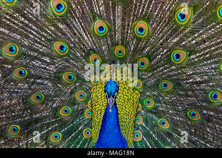 Maschio Strutting Pavone Foto Stock