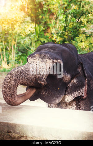 Close-up verticale di un elefante con un grande tronco su la fattoria in Sri Lanka Foto Stock