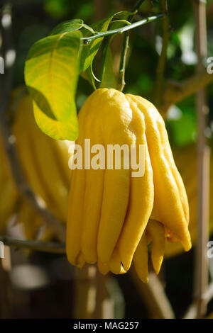 Del Buddha cedro mano frutto su un albero, Asiatici esotici frutti di agrumi che assomiglia ad una mano o un polipo, Citrus medica var. sarcodactylis, cedro interdigitati. Ky Foto Stock